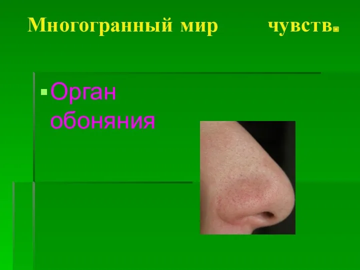 Многогранный мир чувств. Орган обоняния