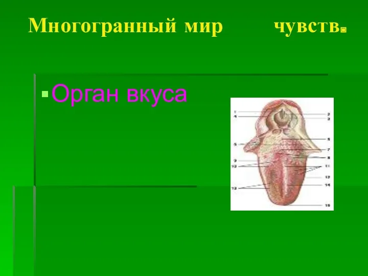 Многогранный мир чувств. Орган вкуса