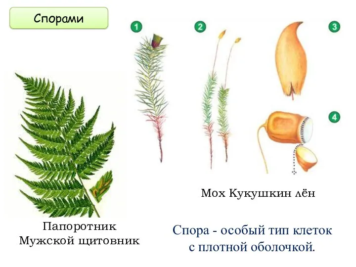 Спорами Спора - особый тип клеток с плотной оболочкой.