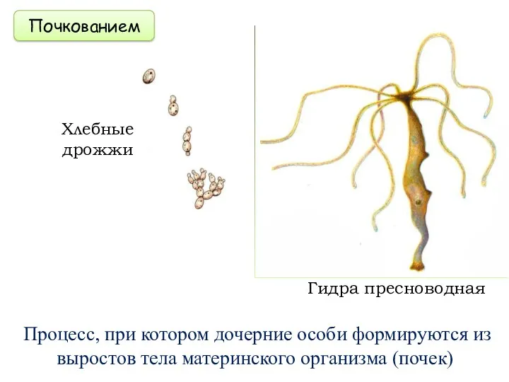 Почкованием Процесс, при котором дочерние особи формируются из выростов тела материнского организма (почек)