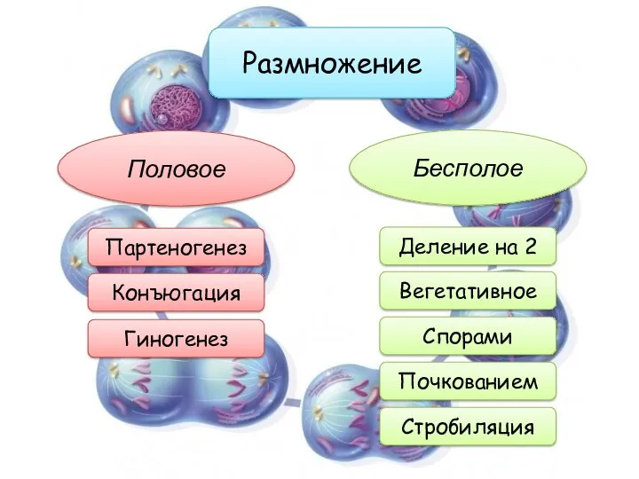 Размножение Половое Бесполое Партеногенез Конъюгация Гиногенез Деление на 2 Вегетативное Спорами Почкованием Стробиляция