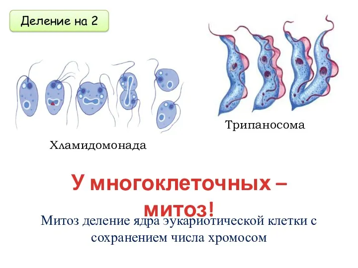 Деление на 2 Митоз деление ядра эукариотической клетки с сохранением числа хромосом У многоклеточных – митоз!