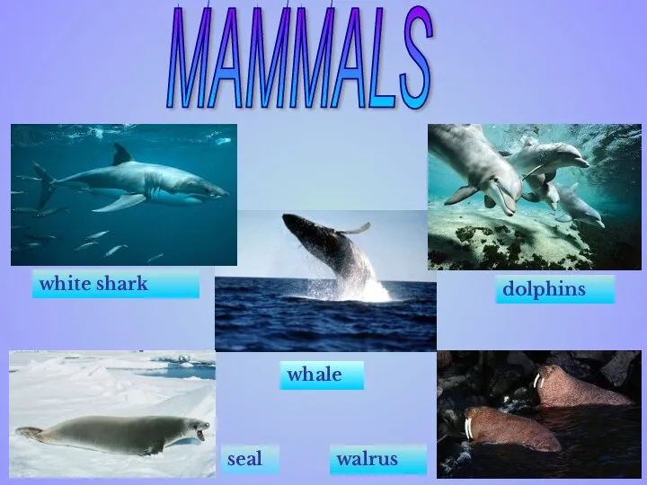 white shark dolphins seal whale walrus MAMMALS