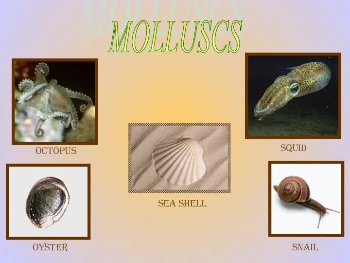 octopus squid MOLLUSСS SNAIL oyster sea shell