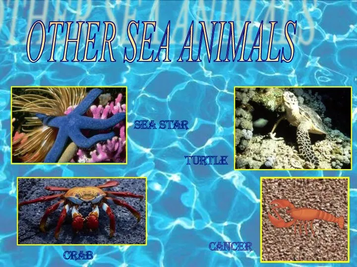 OTHER SEA ANIMALS sea star turtle cancer crab