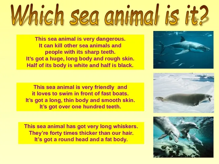 This sea animal is very dangerous. It can kill other sea animals and
