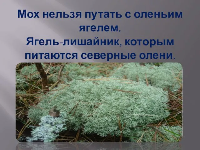 Мох нельзя путать с оленьим ягелем. Ягель-лишайник, которым питаются северные олени.