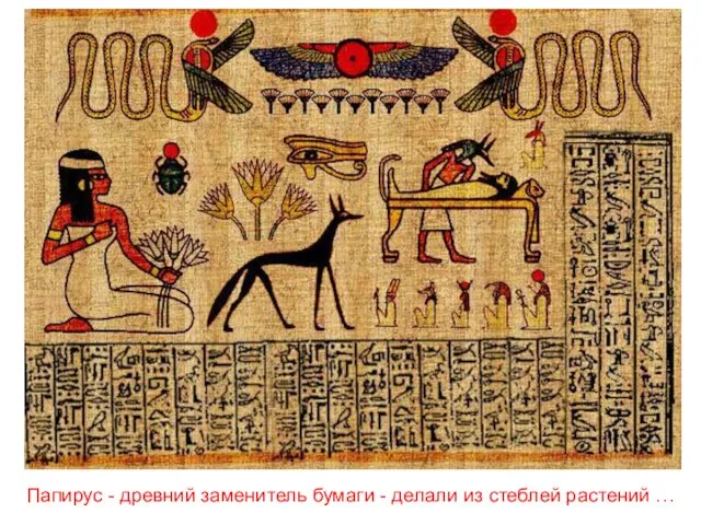 Папирус - древний заменитель бумаги - делали из стеблей растений …