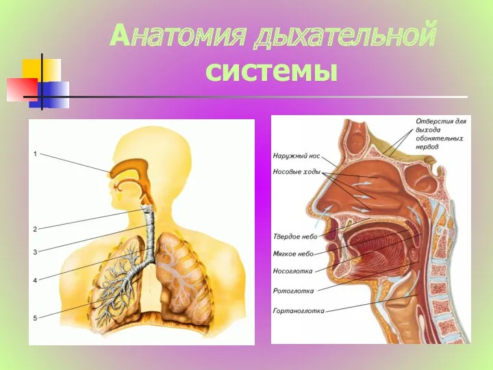 Анатомия дыхательной системы