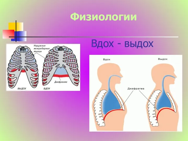 Физиологии Вдох - выдох