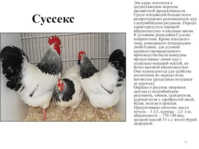 Суссекс Эти куры относятся к среднетяжелым породам мясояичной продуктивности. Среди