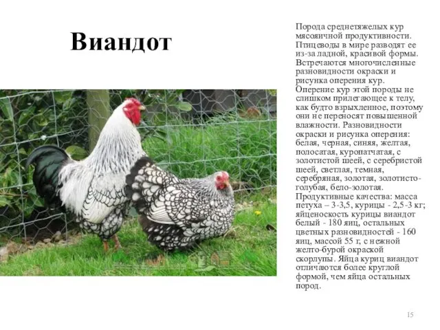 Виандот Порода среднетяжелых кур мясояичной продуктивности. Птицеводы в мире разводят