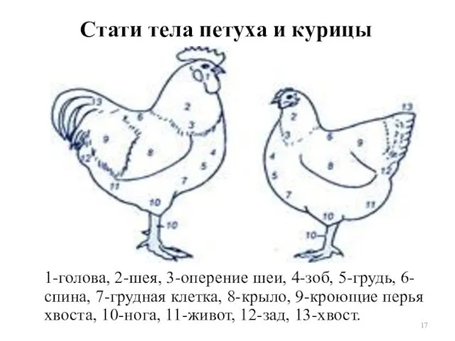 Стати тела петуха и курицы 1-голова, 2-шея, 3-оперение шеи, 4-зоб,