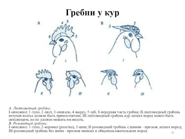 Гребни у кур А. Листовидный гребень: I-описание: 1-тело, 2-лист, 3-опахало,