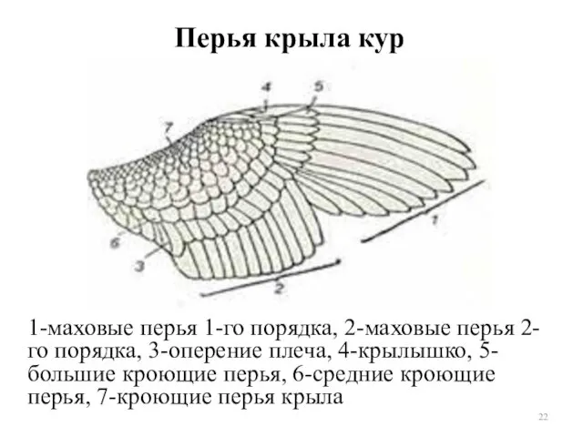 Перья крыла кур 1-маховые перья 1-го порядка, 2-маховые перья 2-го