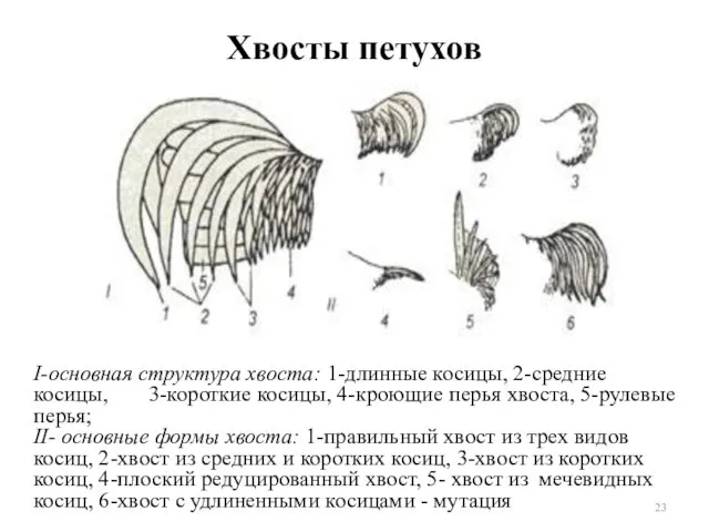 Хвосты петухов I-основная структура хвоста: 1-длинные косицы, 2-средние косицы, 3-короткие