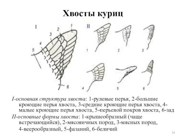 Хвосты куриц I-основная структура хвоста: 1-рулевые перья, 2-большие кроющие перья