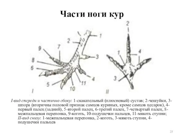 Части ноги кур I-вид спереди и частично сбоку: 1-скакательный (плюсневый)