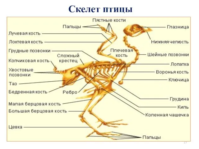 Скелет птицы