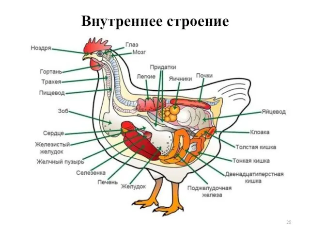 Внутреннее строение