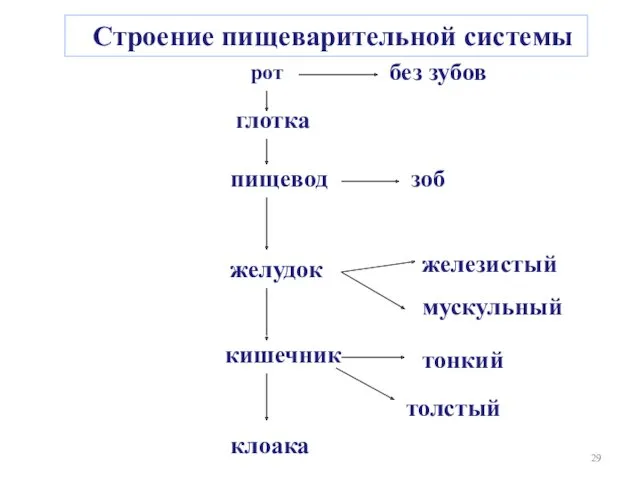 Строение пищеварительной системы глотка пищевод зоб желудок рот кишечник железистый мускульный тонкий толстый клоака без зубов