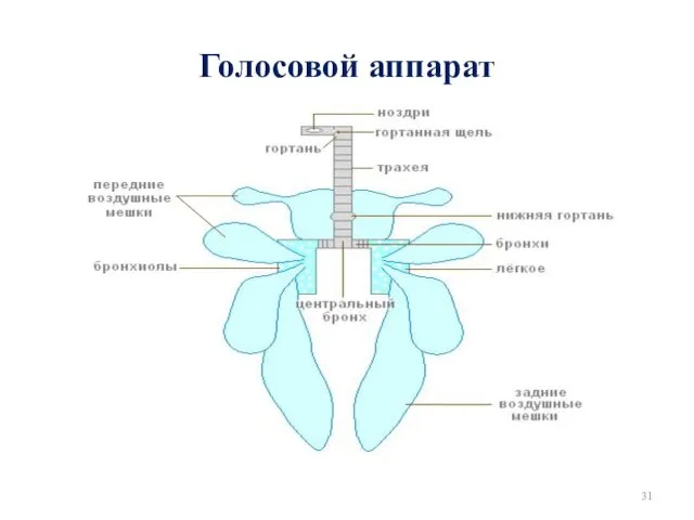 Голосовой аппарат