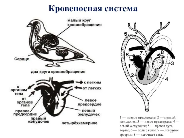 Кровеносная система 1 — правое предсердие; 2 — правый желудочек;