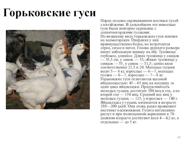 Горьковские гуси Пород создана скрещиванием местных гусей с китайскими. В