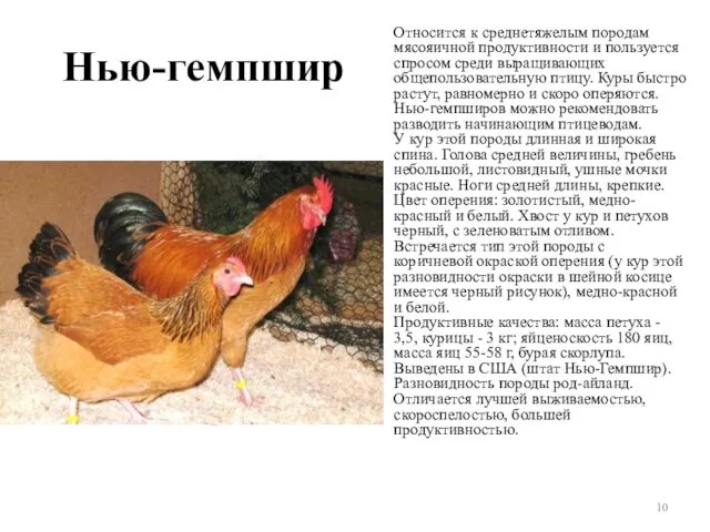 Нью-гемпшир Относится к среднетяжелым породам мясояичной продуктивности и пользуется спросом