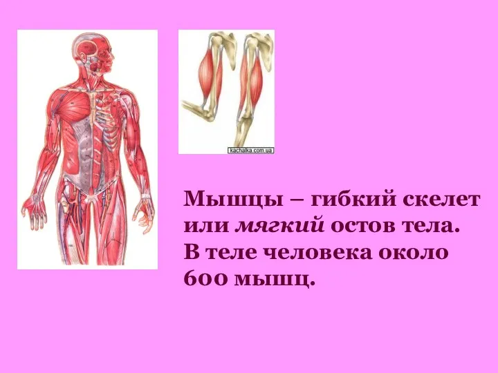 Мышцы – гибкий скелет или мягкий остов тела. В теле человека около 600 мышц.