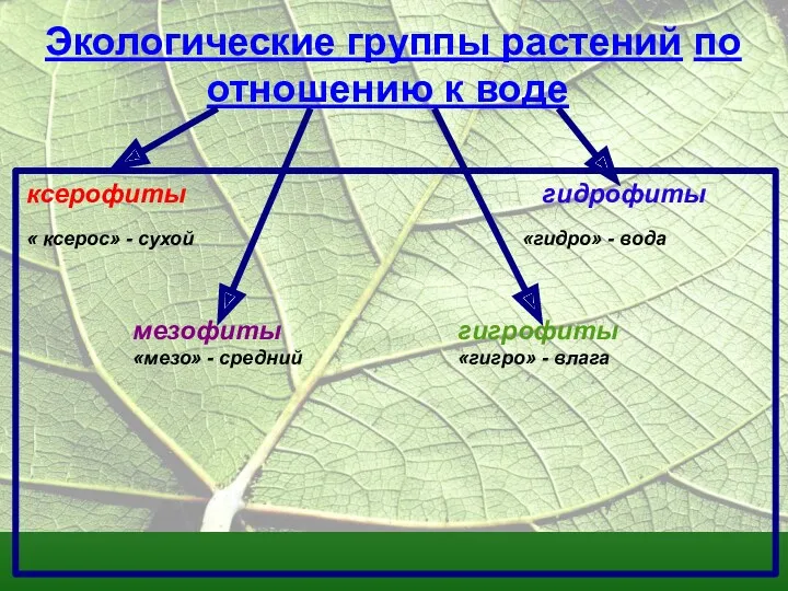 Экологические группы растений по отношению к воде ксерофиты гидрофиты «