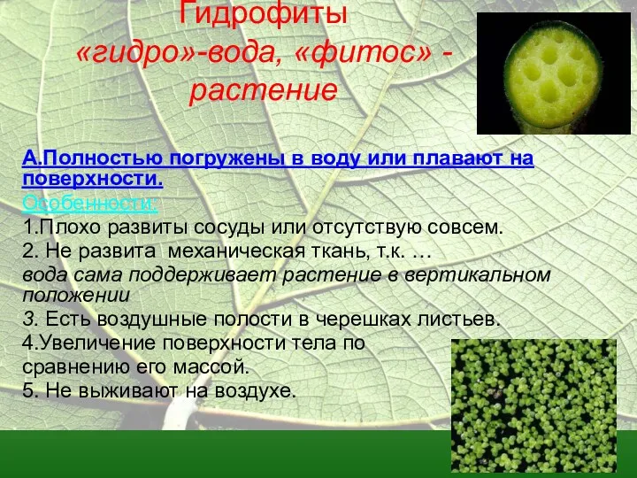 Гидрофиты «гидро»-вода, «фитос» -растение А.Полностью погружены в воду или плавают