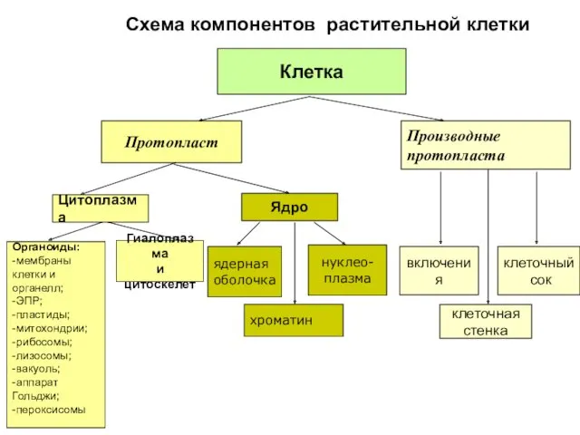 Схема компонентов растительной клетки Протопласт Клетка Ядро Производные протопласта Цитоплазма Гиалоплазма и цитоскелет