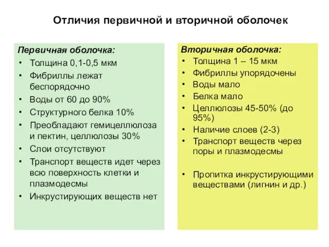 Отличия первичной и вторичной оболочек Первичная оболочка: Толщина 0,1-0,5 мкм