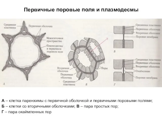 Первичные поровые поля и плазмодесмы А – клетка паренхимы с первичной оболочкой и