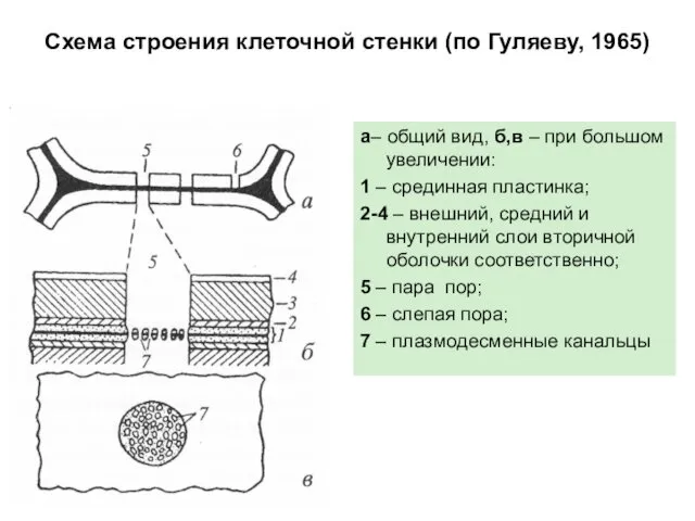 Схема строения клеточной стенки (по Гуляеву, 1965) а– общий вид, б,в – при