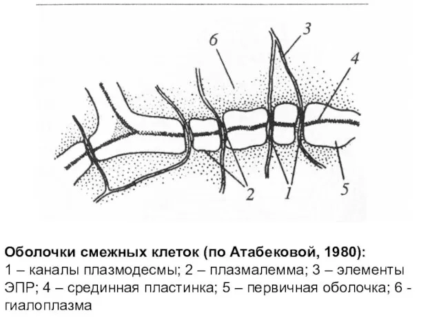 Оболочки смежных клеток (по Атабековой, 1980): 1 – каналы плазмодесмы; 2 – плазмалемма;