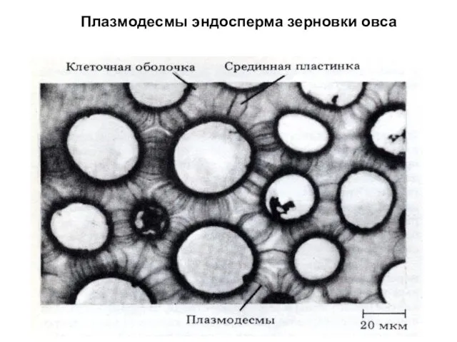 Плазмодесмы эндосперма зерновки овса