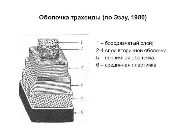 Оболочка трахеиды (по Эзау, 1980) 1 – бородавчатый слой; 2-4 слои вторичной оболочки;