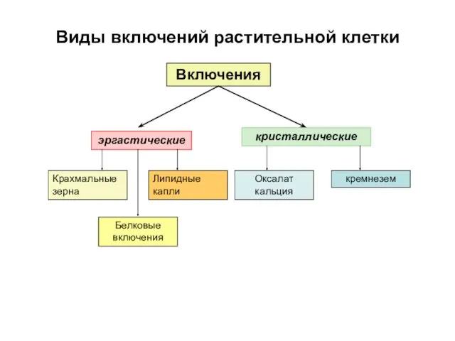 Виды включений растительной клетки Включения эргастические кристаллические Крахмальные зерна Белковые включения Липидные капли Оксалат кальция кремнезем