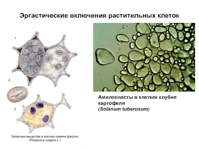 Эргастические включения растительных клеток Амилопласты в клетках клубня картофеля (Solanum tuberosum)