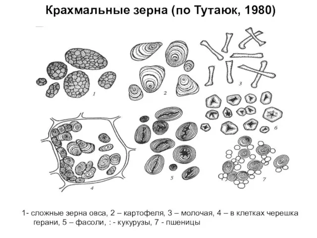 Крахмальные зерна (по Тутаюк, 1980) 1- сложные зерна овса, 2 – картофеля, 3