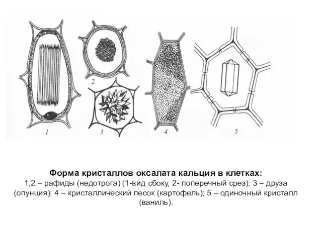 Форма кристаллов оксалата кальция в клетках: 1,2 – рафиды (недотрога) (1-вид сбоку, 2-
