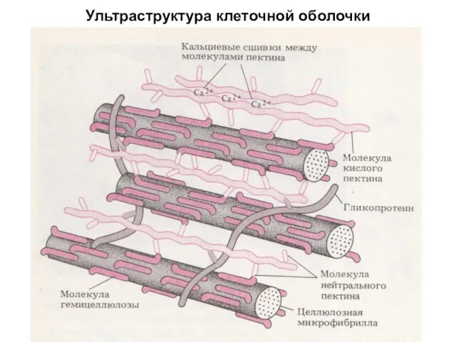 Ультраструктура клеточной оболочки
