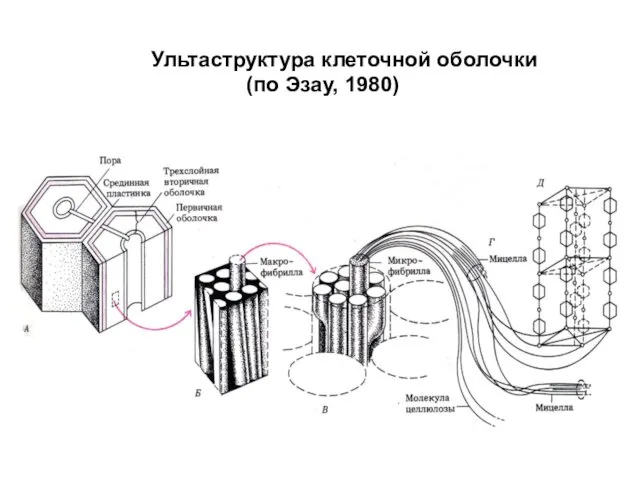 Ультаструктура клеточной оболочки (по Эзау, 1980)