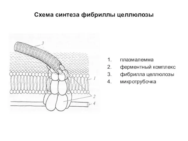 Схема синтеза фибриллы целлюлозы плазмалемма ферментный комплекс фибрилла целлюлозы микротрубочка