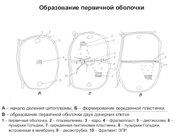 Образование первичной оболочки А – начало деления цитоплазмы, Б –