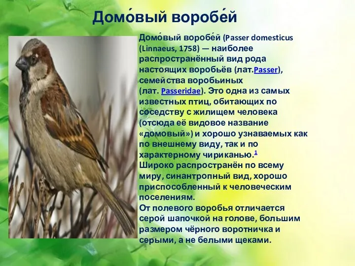 Домо́вый воробе́й (Passer domesticus (Linnaeus, 1758) — наиболее распространённый вид