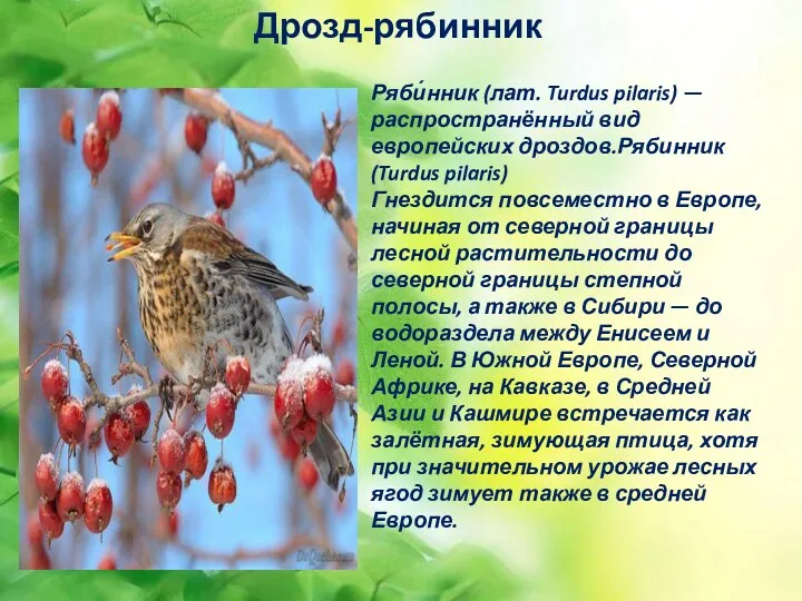 Дрозд-рябинник Ряби́нник (лат. Turdus pilaris) — распространённый вид европейских дроздов.Рябинник