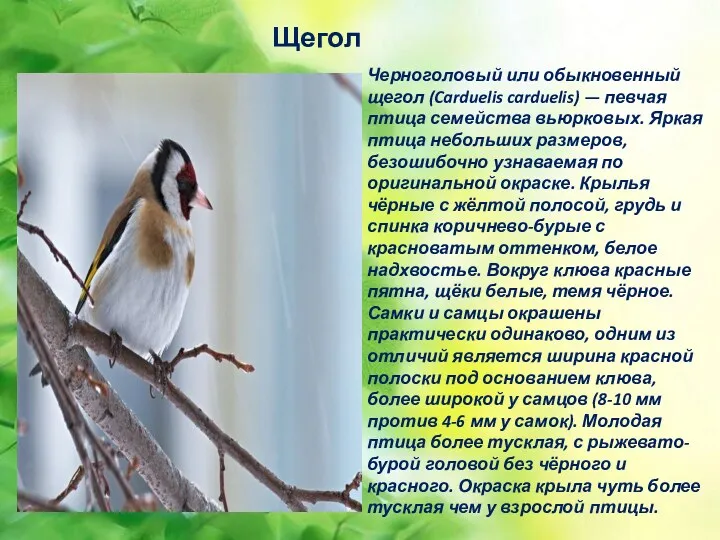 Щегол Черноголовый или обыкновенный щегол (Carduelis carduelis) — певчая птица